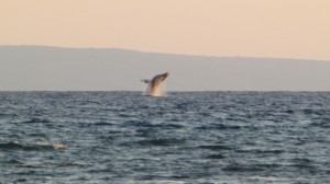 Springender Buckelwal, Papalaua Beach, Maui, Hawaii, USA     